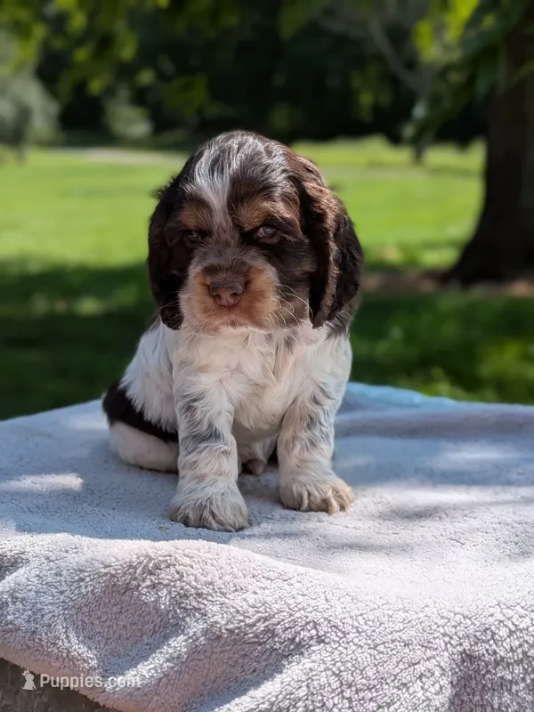 Bruno – Cocker Spaniel puppy for sale in North Rose, NY