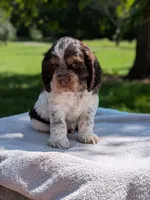 Bruno, a male Cocker Spaniel for sale in North Rose, NY – 1 of 7
