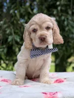 Cooper, a male Cocker Spaniel for sale in North Rose, NY – 4 of 7