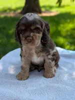 Buddy, a male Cocker Spaniel for sale in North Rose, NY – 3 of 6
