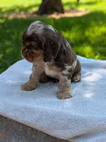 Buddy, a male Cocker Spaniel for sale in North Rose, NY – 6 of 6