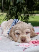 Cooper, a male Cocker Spaniel for sale in North Rose, NY – 6 of 7