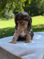 Buddy, a male Cocker Spaniel for sale in North Rose, NY – 2 of 6
