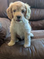 Archie, a male Cockapoo for sale in North Rose, NY – 6 of 9