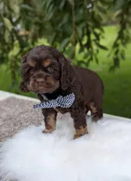 Duke, a male Cocker Spaniel for sale in North Rose, NY – 4 of 5