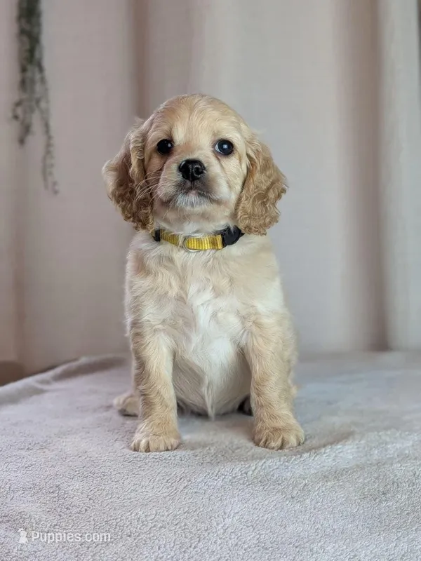 Abby – Cockapoo puppy for sale in North Rose, NY