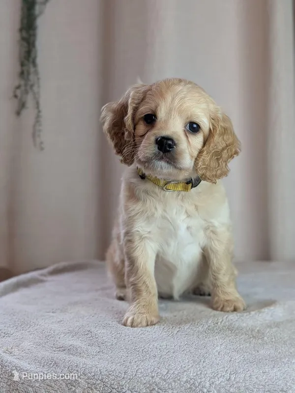 Abby – Cockapoo puppy for sale in North Rose, NY