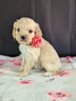 Abby, a female Cockapoo for sale in North Rose, NY – Photo 4 of 6