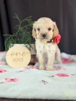 Abby, a female Cockapoo for sale in North Rose, NY – Photo 2 of 6