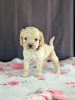 Abby, a female Cockapoo for sale in North Rose, NY – Photo 6 of 6