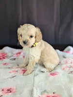 Abby, a female Cockapoo for sale in North Rose, NY – Photo 5 of 6