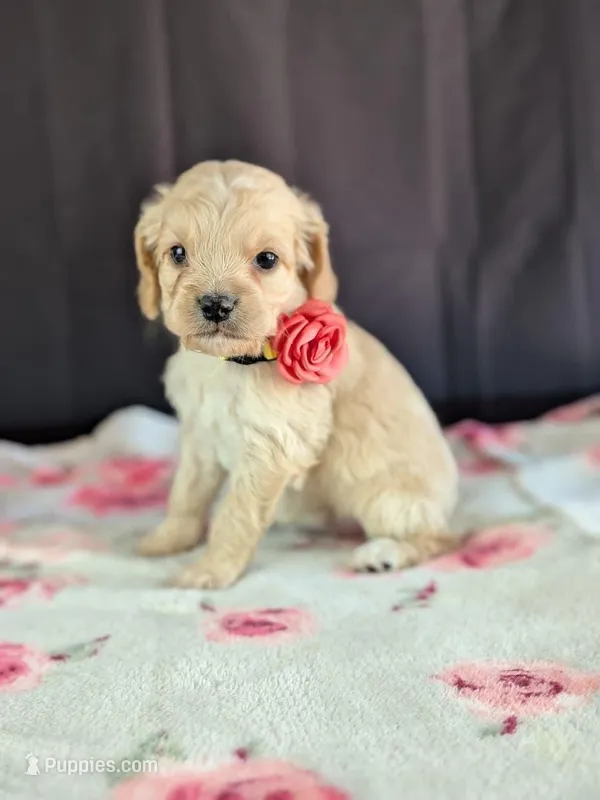 Abby – Cockapoo puppy for sale in North Rose, NY
