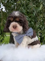 Dash, a male Cocker Spaniel for sale in North Rose, NY – 7 of 7