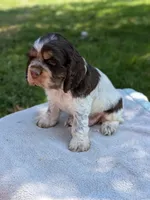 Bruno, a male Cocker Spaniel for sale in North Rose, NY – 4 of 7