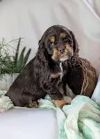 Zinnia, a female Cocker Spaniel for sale in North Rose, NY – Photo 4 of 6