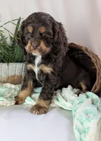Zinnia, a female Cocker Spaniel for sale in North Rose, NY – Photo 6 of 6