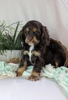 Zinnia, a female Cocker Spaniel for sale in North Rose, NY – Photo 2 of 6
