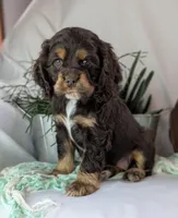 Zinnia, a female Cocker Spaniel for sale in North Rose, NY – Photo 1 of 6