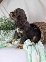 Zinnia, a female Cocker Spaniel for sale in North Rose, NY – Photo 5 of 6