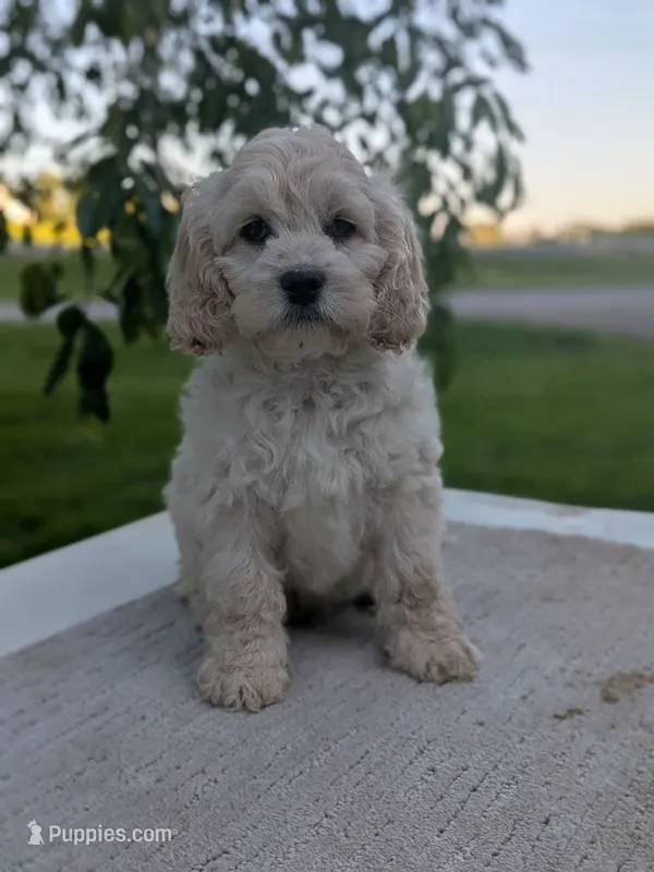 Alfie – Cockapoo puppy for sale in North Rose, NY