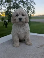 Alfie, a male Cockapoo for sale in North Rose, NY – 1 of 10