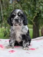 Chloe, a female Cocker Spaniel for sale in North Rose, NY – 4 of 6