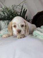 Zoey, a female Cocker Spaniel for sale in North Rose, NY – Photo 4 of 7