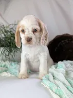 Zoey, a female Cocker Spaniel for sale in North Rose, NY – Photo 5 of 7