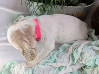 Zoey, a female Cocker Spaniel for sale in North Rose, NY – Photo 7 of 7