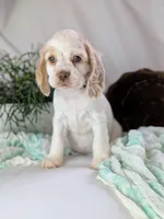 Zoey, a female Cocker Spaniel for sale in North Rose, NY – Photo 1 of 7