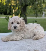 Alfie, a male Cockapoo for sale in North Rose, NY – 3 of 10