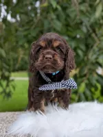 Duke, a male Cocker Spaniel for sale in North Rose, NY – 5 of 5