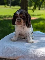 Bruno, a male Cocker Spaniel for sale in North Rose, NY – 6 of 7