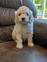 Alfie, a male Cockapoo for sale in North Rose, NY – 7 of 10