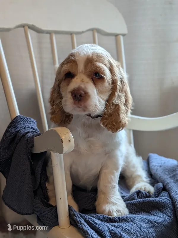 Dusty – Cocker Spaniel puppy for sale in North Rose, NY