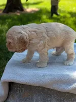 Biscuit, a male Cocker Spaniel for sale in North Rose, NY – 3 of 4