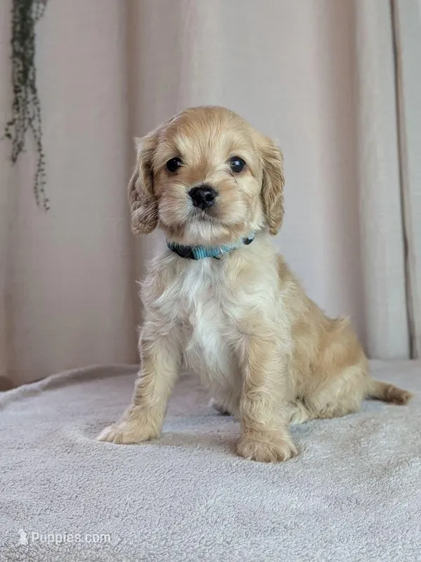 Archie – Cockapoo puppy for sale in North Rose, NY