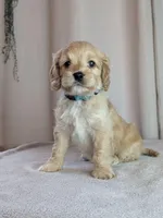 Archie, a male Cockapoo for sale in North Rose, NY – 7 of 9