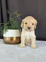 Archie, a male Cockapoo for sale in North Rose, NY – Photo 6 of 6