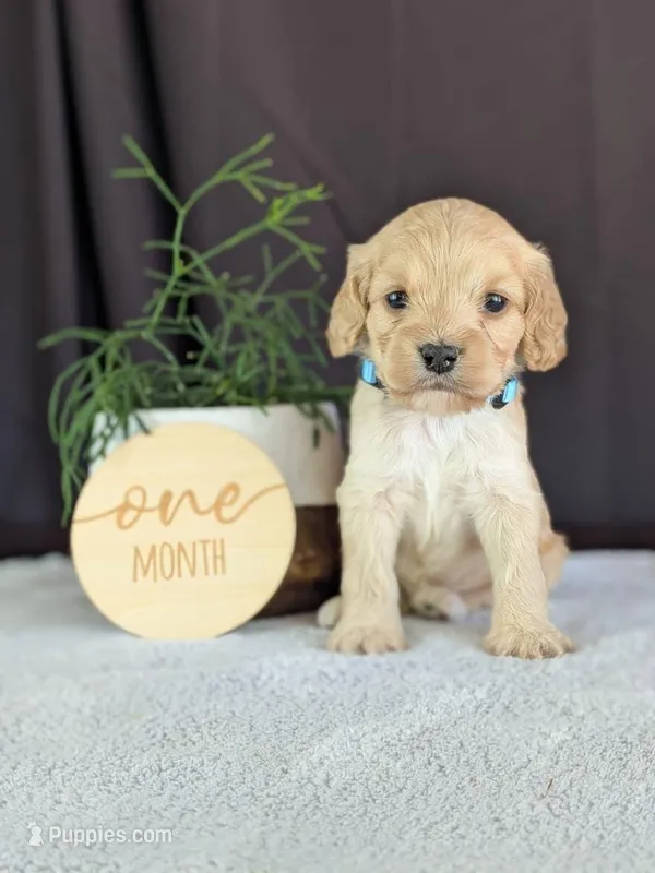 Archie – Cockapoo puppy for sale in North Rose, NY