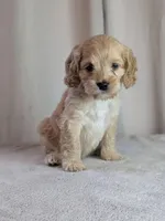 Archie, a male Cockapoo for sale in North Rose, NY – 8 of 9