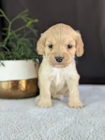 Archie, a male Cockapoo for sale in North Rose, NY – Photo 5 of 6
