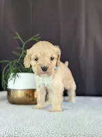 Archie, a male Cockapoo for sale in North Rose, NY – Photo 3 of 6