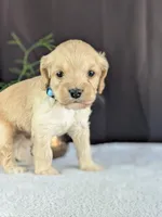 Archie, a male Cockapoo for sale in North Rose, NY – Photo 2 of 6
