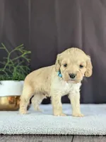 Archie, a male Cockapoo for sale in North Rose, NY – Photo 4 of 6