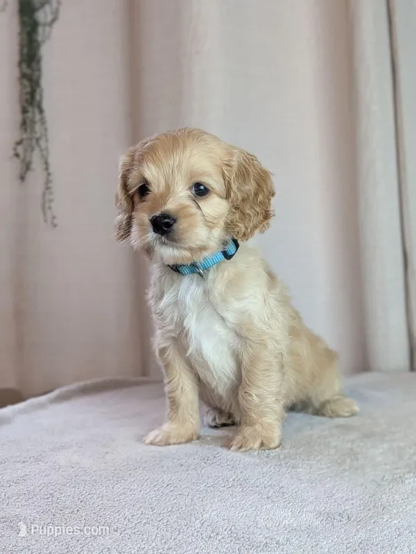 Archie – Cockapoo puppy for sale in North Rose, NY