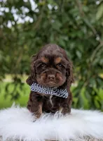 Duke, a male Cocker Spaniel for sale in North Rose, NY – 2 of 5