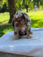 Baxter, a male Cocker Spaniel for sale in North Rose, NY – 4 of 8