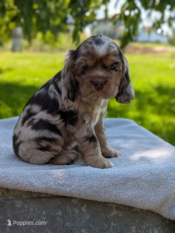Baxter – Cocker Spaniel puppy for sale in North Rose, NY