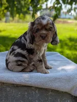 Baxter, a male Cocker Spaniel for sale in North Rose, NY – 1 of 8
